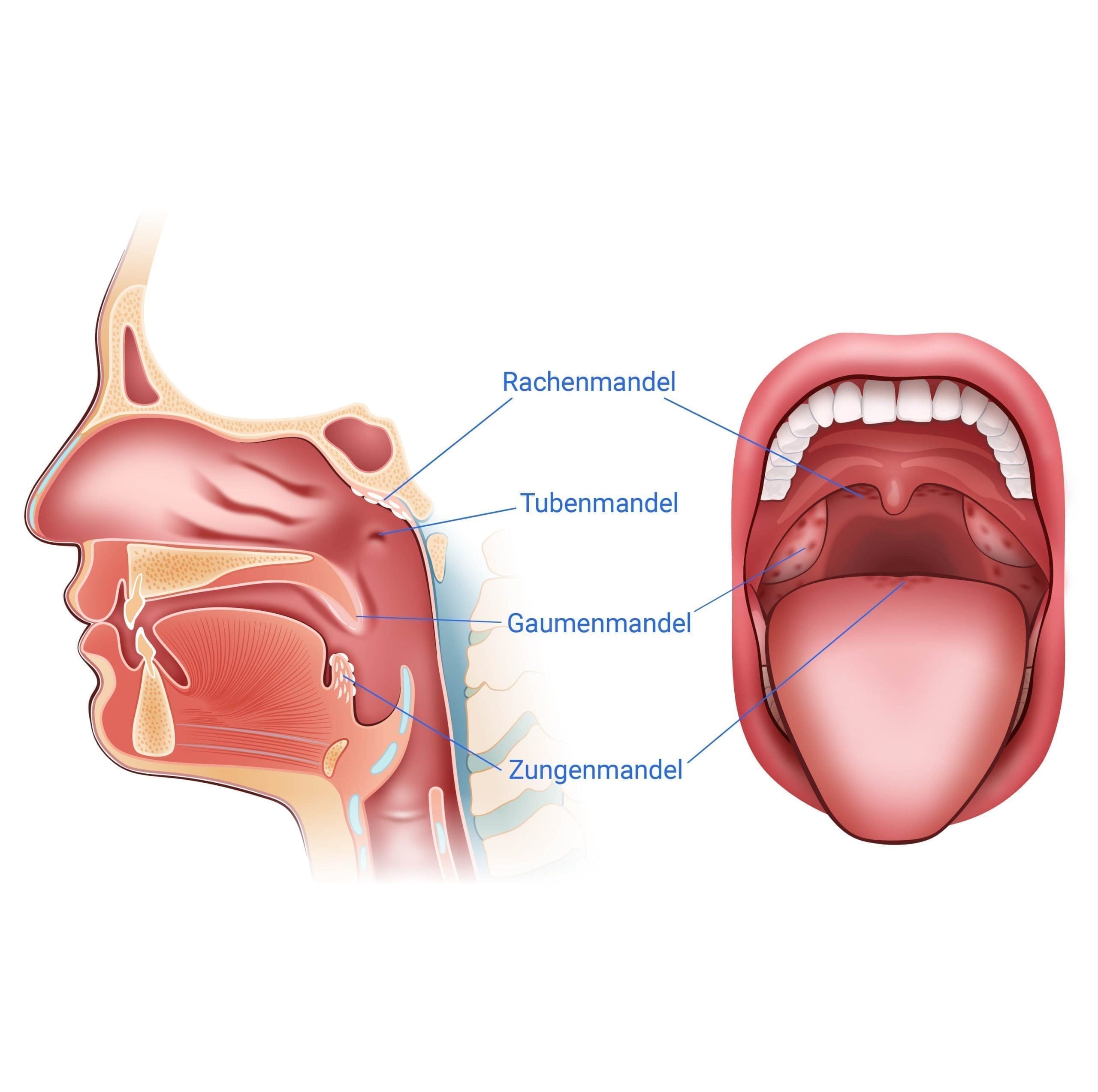 Anatomie der Mandelsteine